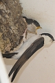 house martins, house martin-2